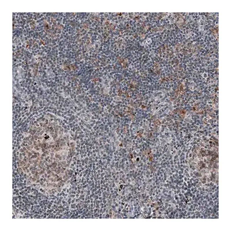 Merck Monoclonal Anti-MKL1 antibody produced in mouse