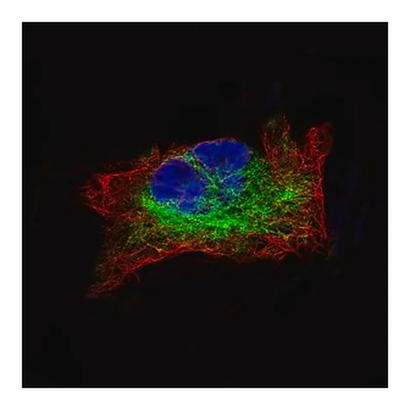 Merck Monoclonal Anti-DES antibody produced in mouse