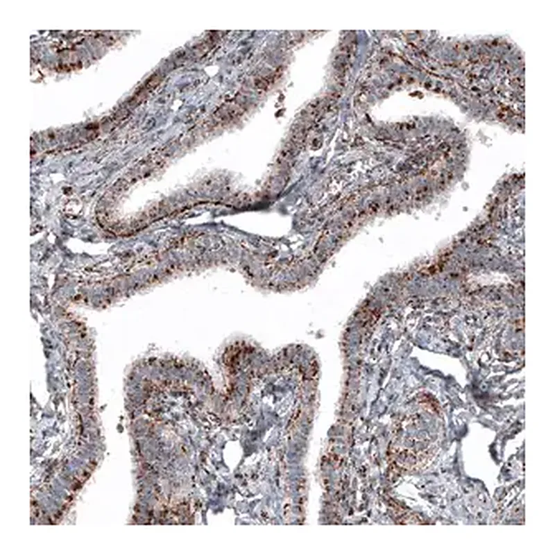 Merck Monoclonal Anti-LAMP1 antibody produced in mouse