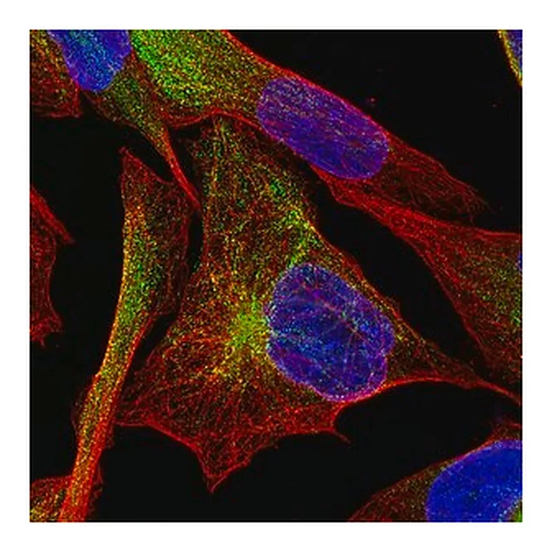 Merck Monoclonal Anti-DES antibody produced in mouse