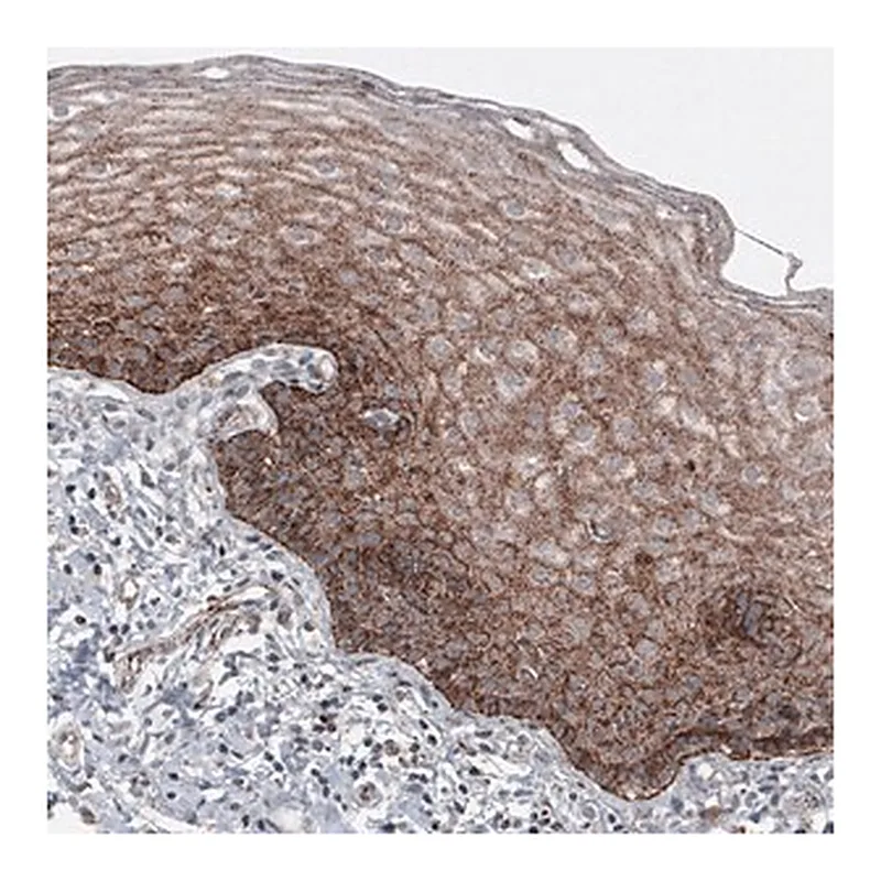 Merck Monoclonal Anti-LAMP1 antibody produced in mouse