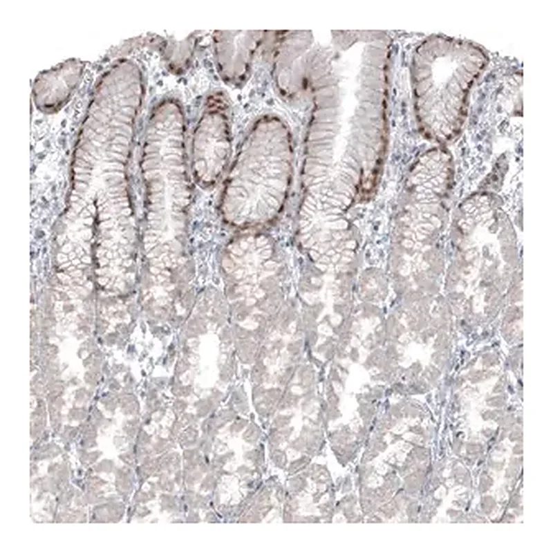 Merck Monoclonal Anti-SOX21 antibody produced in mouse