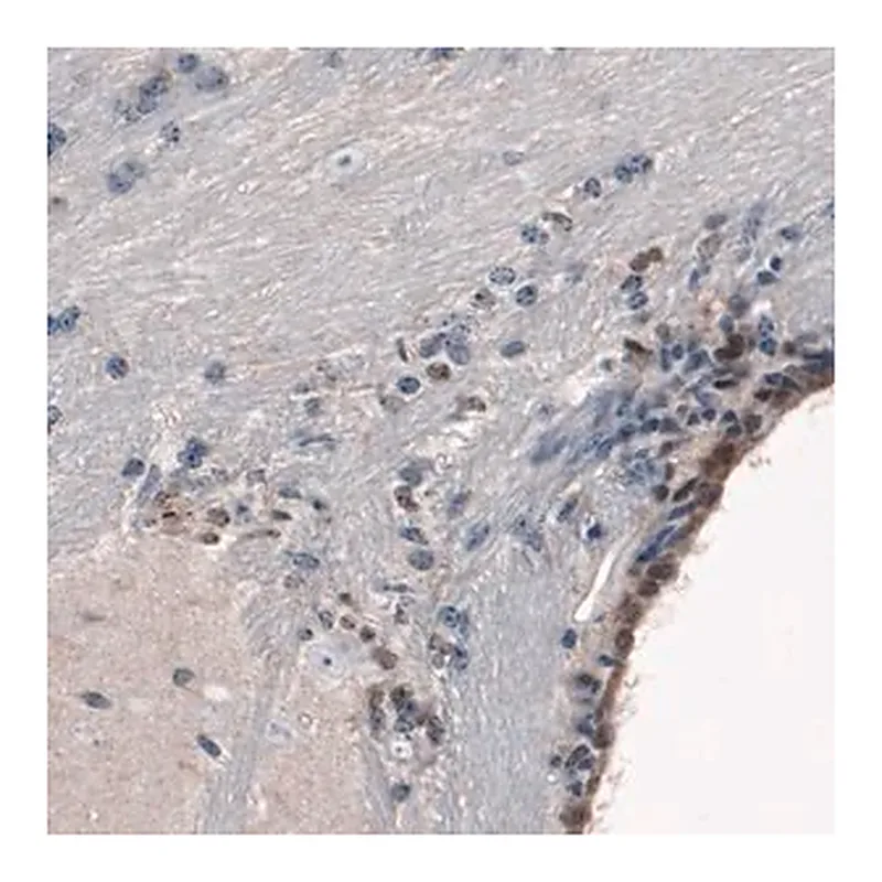 Merck Monoclonal Anti-SOX21 antibody produced in mouse