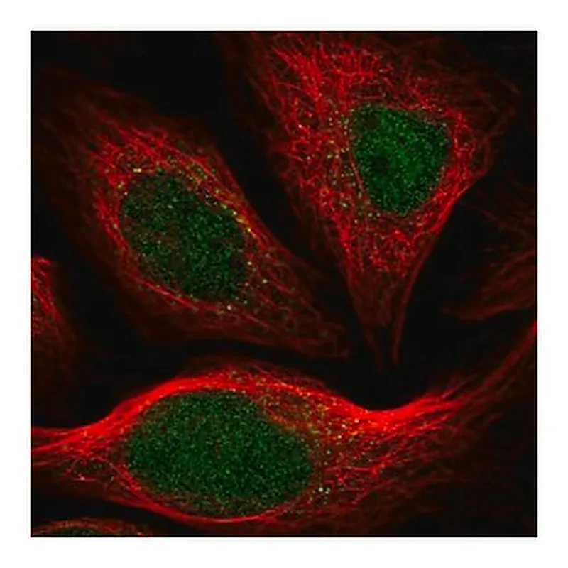 Merck Anti-ARHGAP23 antibody produced in rabbit