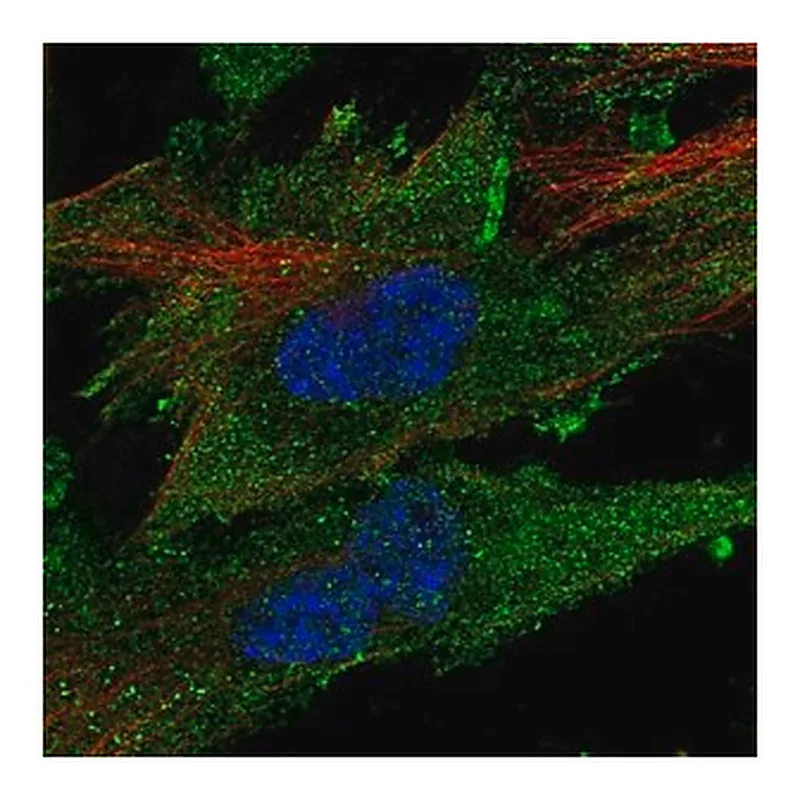 Merck Anti-CLIC2 antibody produced in rabbit