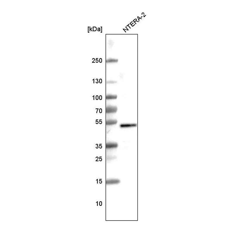Merck Monoclonal Anti-SOX3 antibody produced in mouse