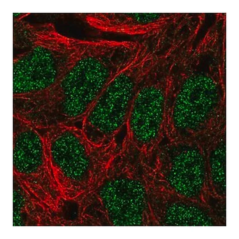 Merck Anti-ANXA8 antibody produced in rabbit