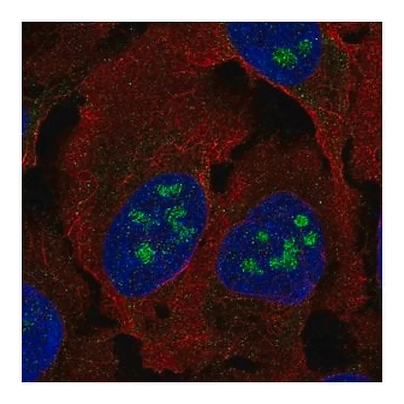 Merck Anti-BLCAP antibody produced in rabbit