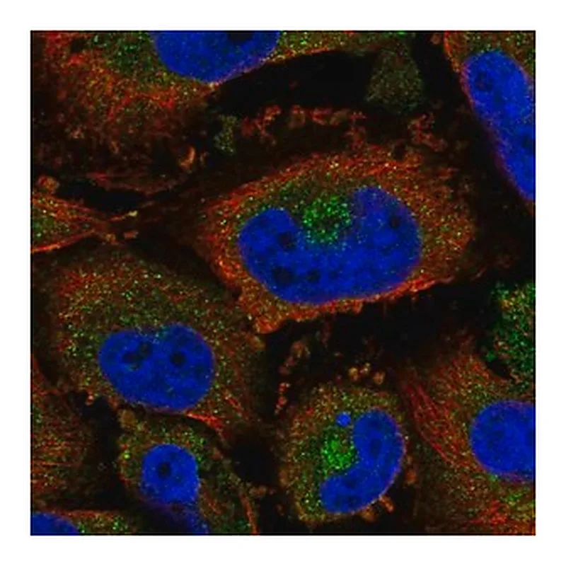 Merck Anti-CHST3 antibody produced in rabbit