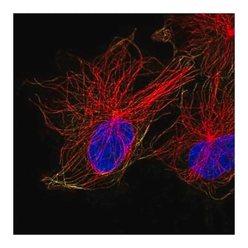 Merck Anti-ACTR1A antibody produced in rabbit