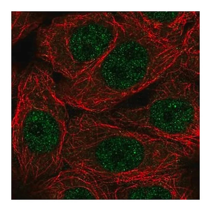 Merck Anti-NXT1 antibody produced in rabbit