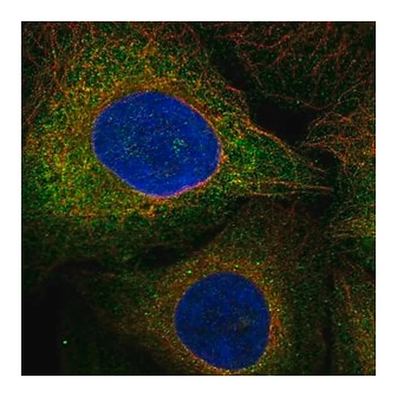 Merck Anti-FLT3 antibody produced in rabbit