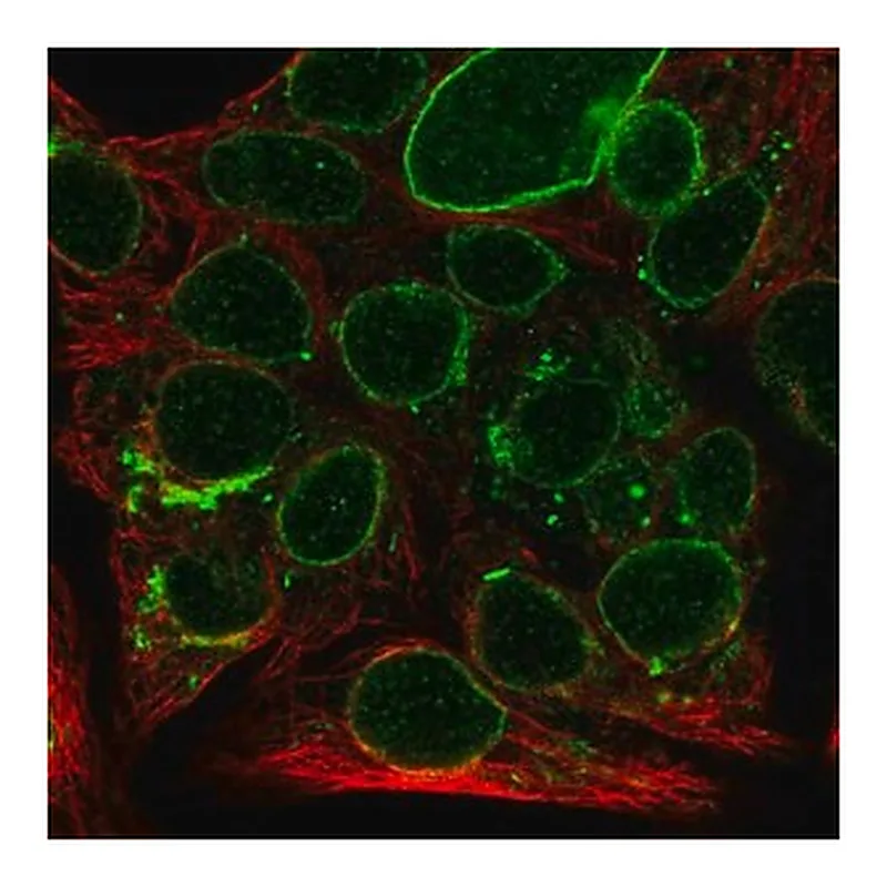 Merck Anti-SEC11A antibody produced in rabbit