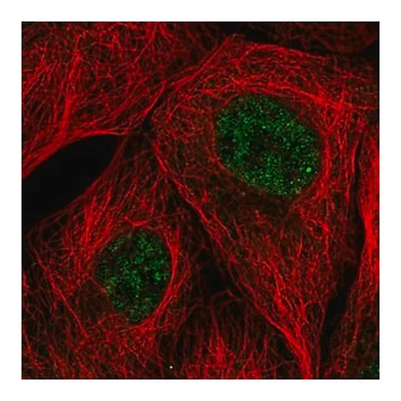 Merck Anti-EMC7 antibody produced in rabbit