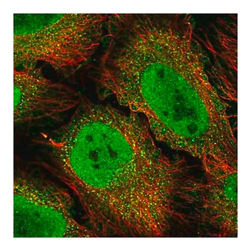 Merck Anti-BCL3 antibody produced in rabbit
