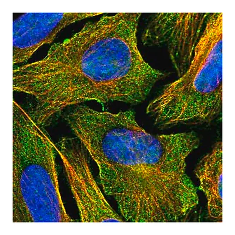 Merck Anti-CDH26 antibody produced in rabbit