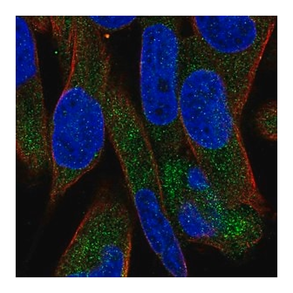 Merck Anti-UGT3A1 antibody produced in rabbit