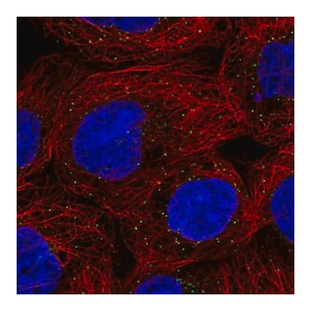 Merck Anti-ORM1 antibody produced in rabbit