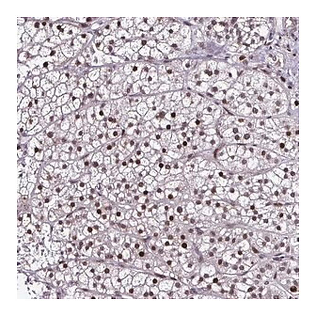 Merck Anti-TOB1 antibody produced in rabbit