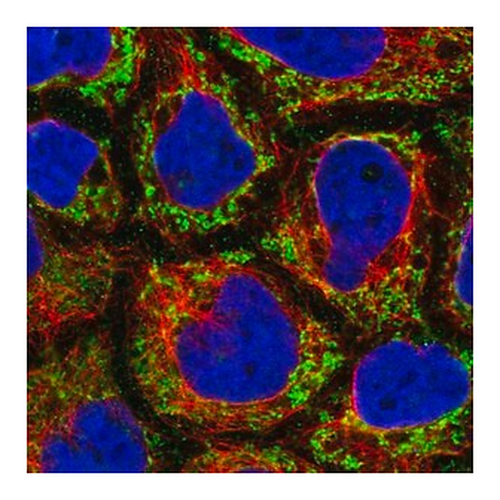 Merck Anti-MRPL47 antibody produced in rabbit