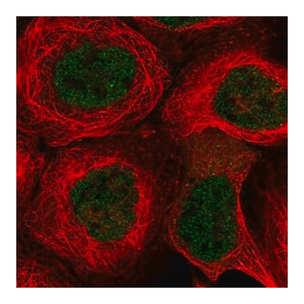 Merck Anti-KCTD9 antibody produced in rabbit