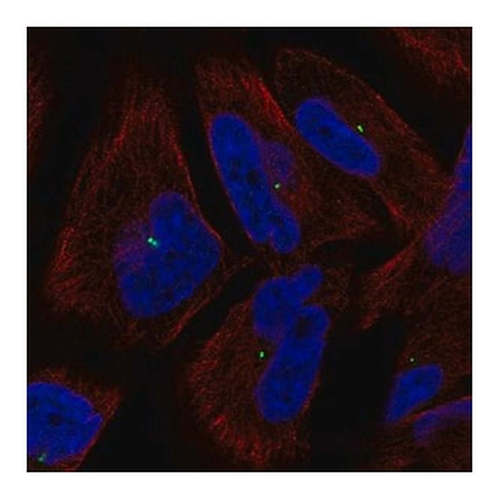 Merck Anti-PCLAF antibody produced in rabbit