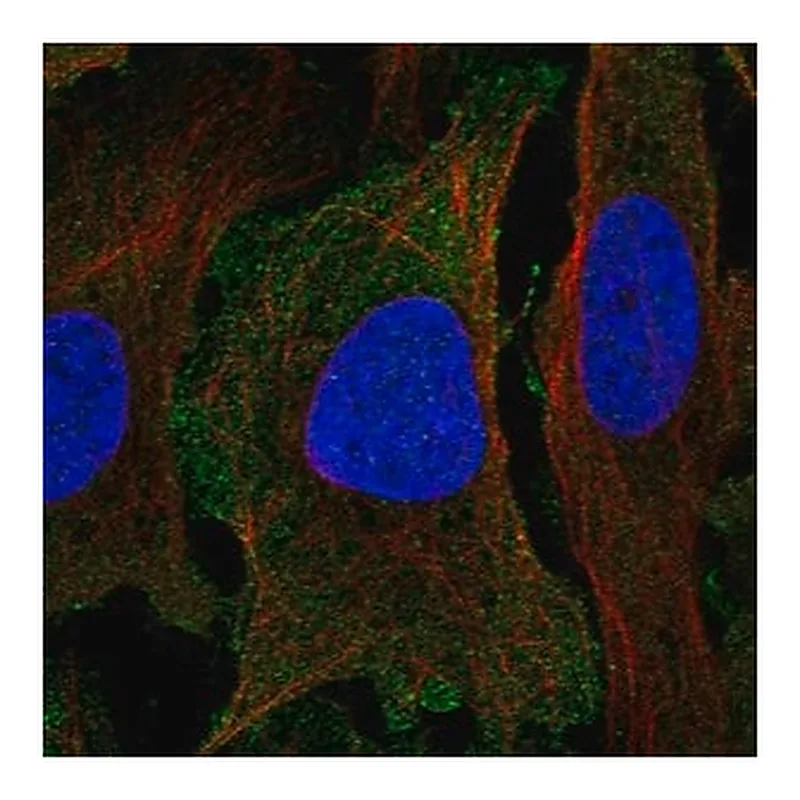 Merck Anti-PER1 antibody produced in rabbit