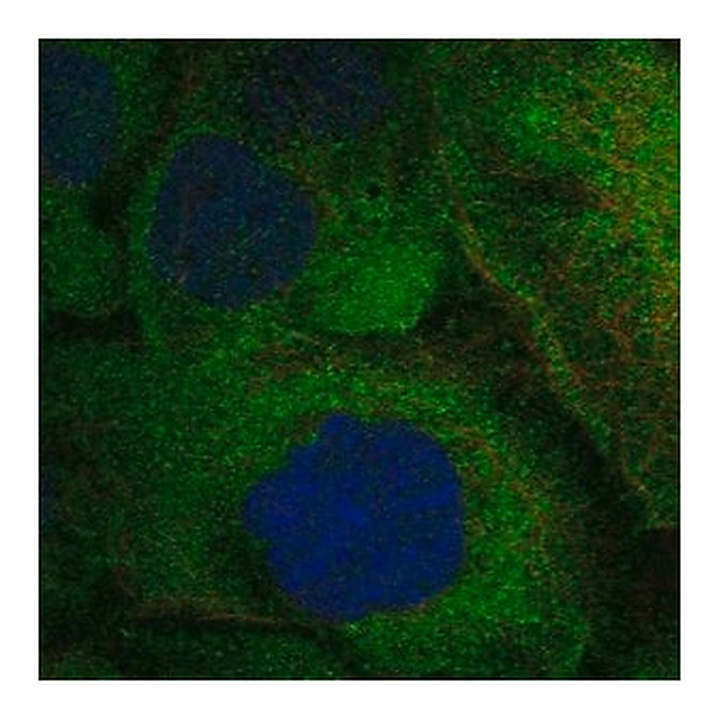 Merck Anti-TNFRSF11A antibody produced in rabbit