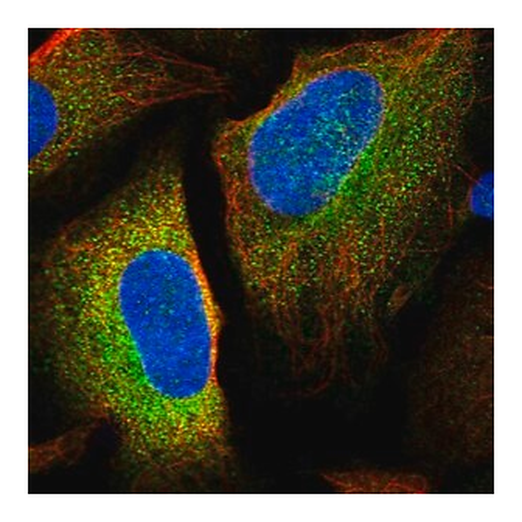 Merck Anti-LSMEM1 antibody produced in rabbit