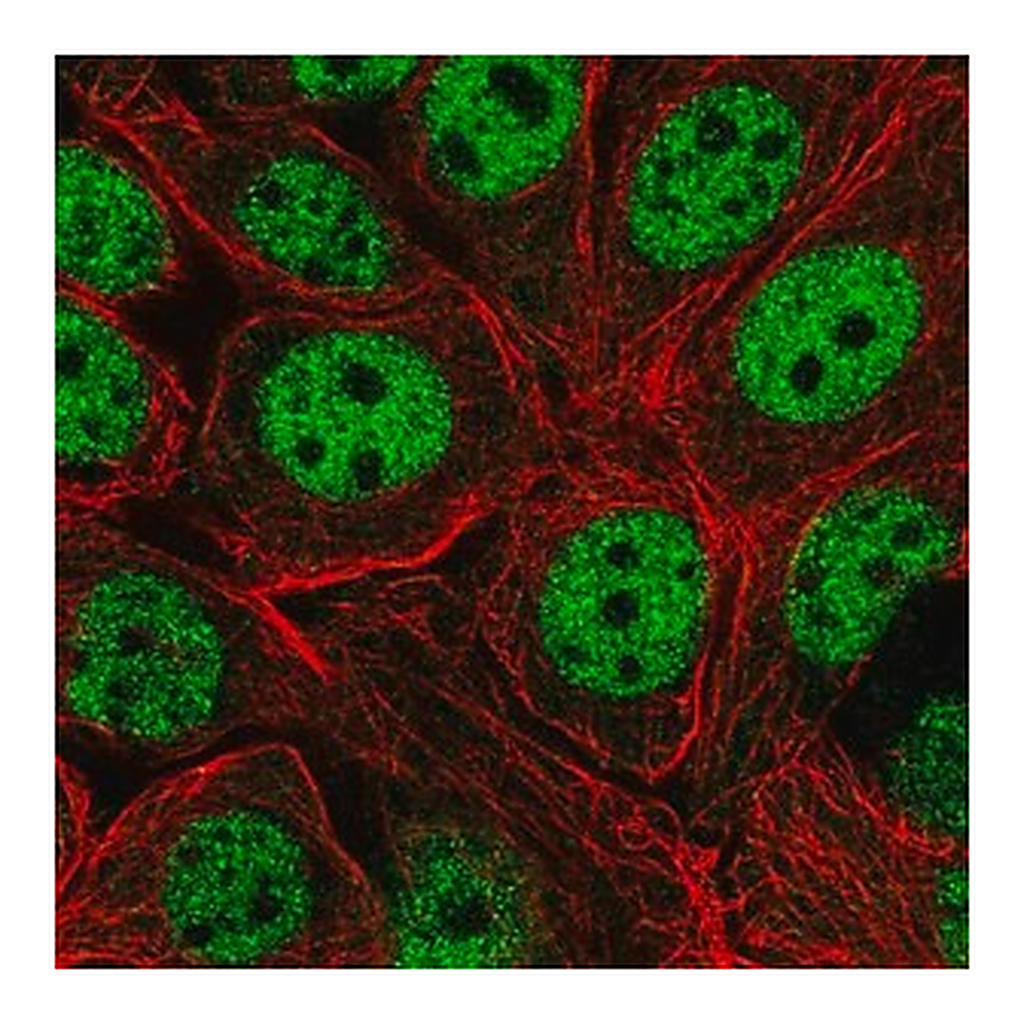 Merck Anti-XPOT antibody produced in rabbit