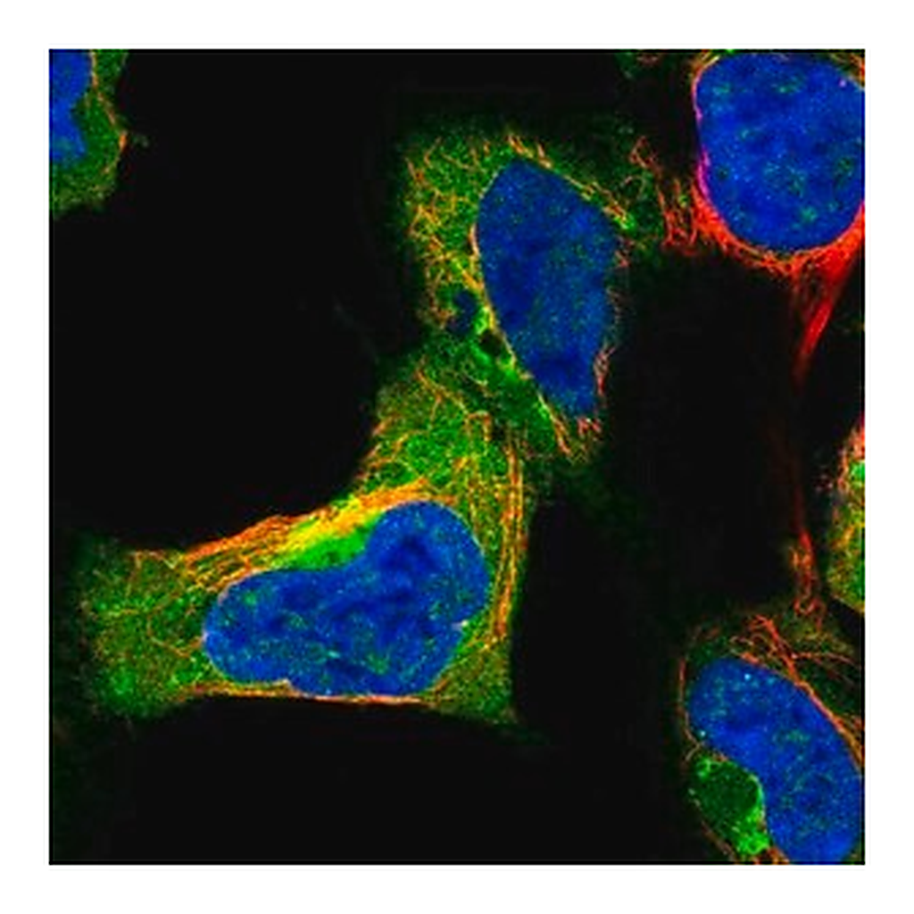Merck Anti-SYAP1 antibody produced in rabbit