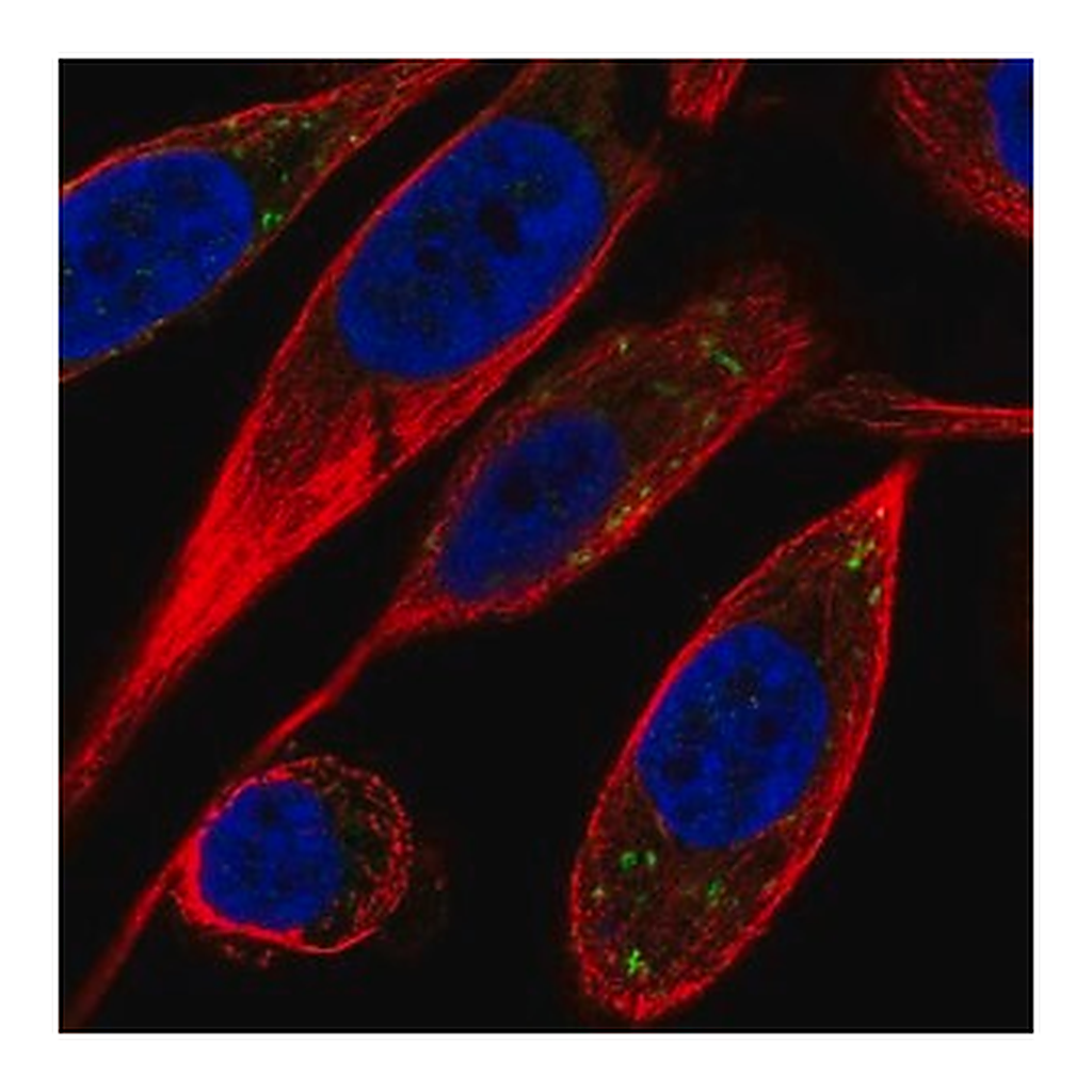 Merck Anti-VTI1B antibody produced in rabbit