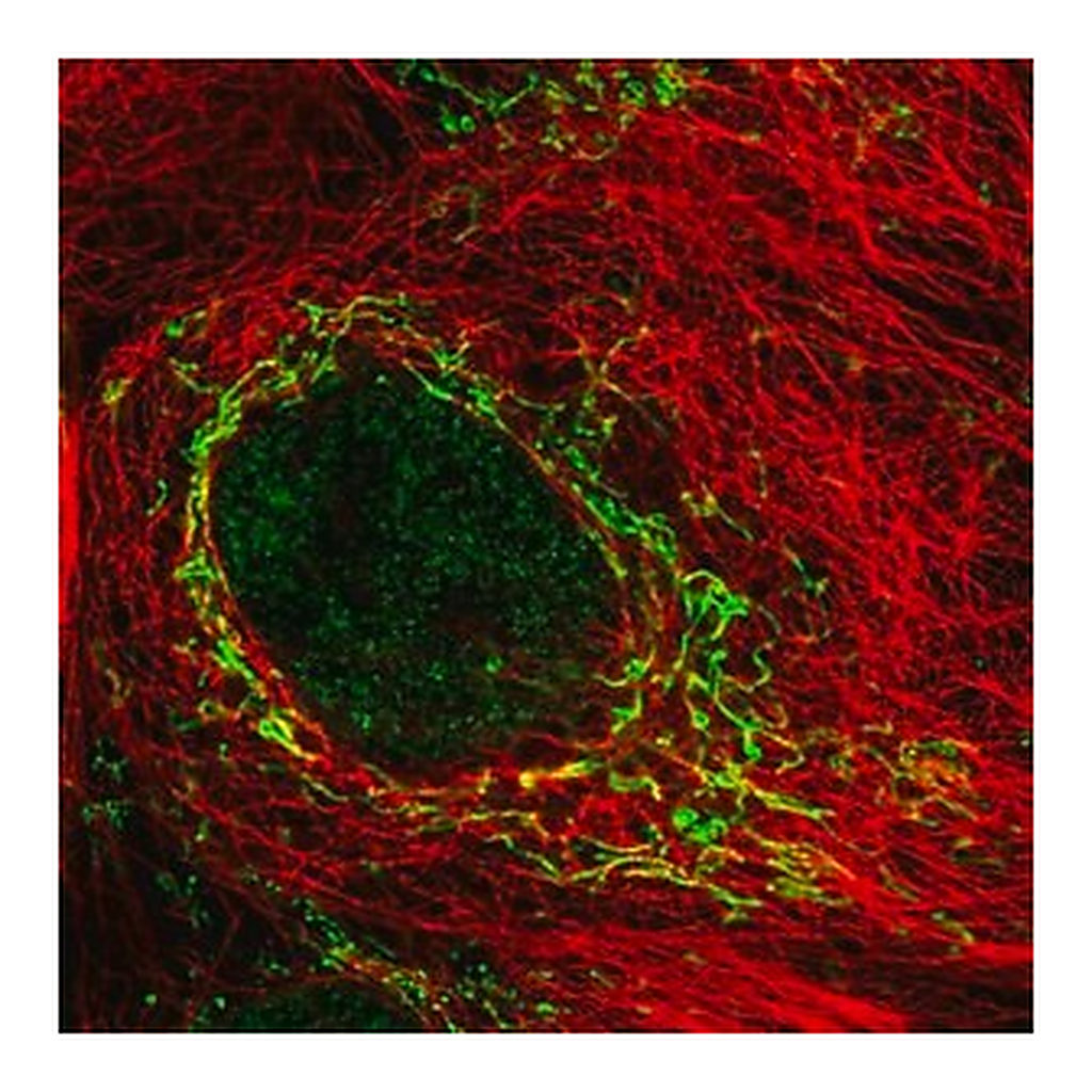 Merck Anti-SDC3 antibody produced in rabbit