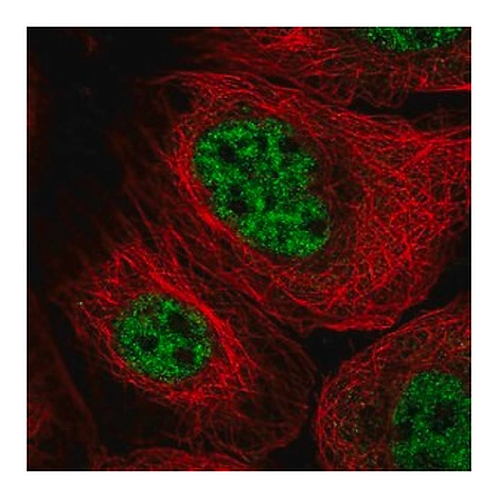 Merck Anti-GINS3 antibody produced in rabbit