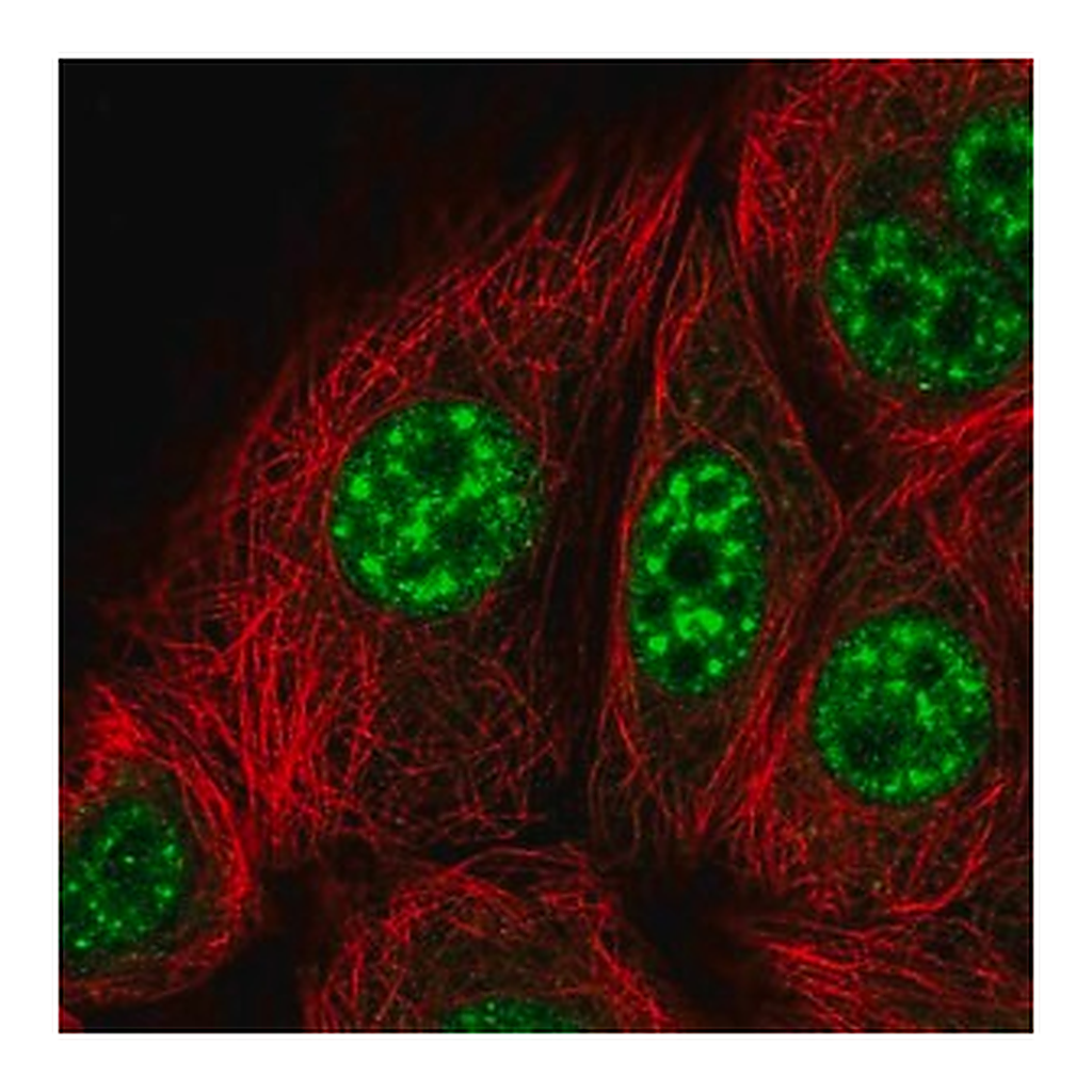 Merck Anti-KIF22 antibody produced in rabbit