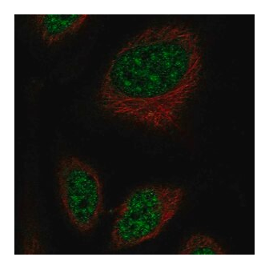 Merck Anti-RFPL2 antibody produced in rabbit