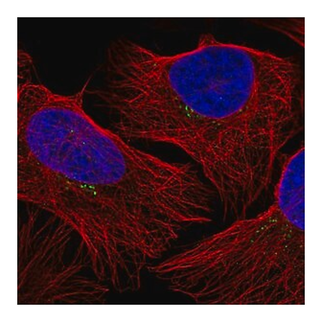 Merck Anti-GRK2 antibody produced in rabbit