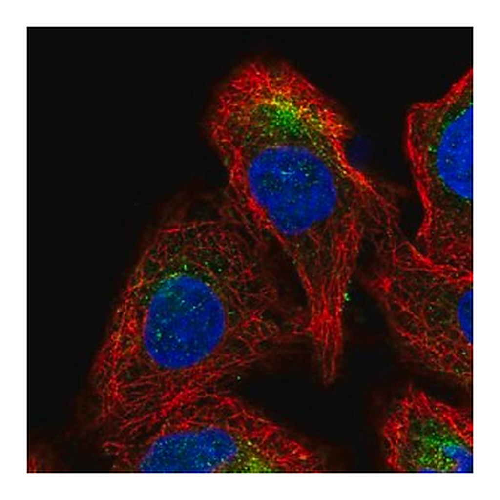 Merck Anti-GDPGP1 antibody produced in rabbit