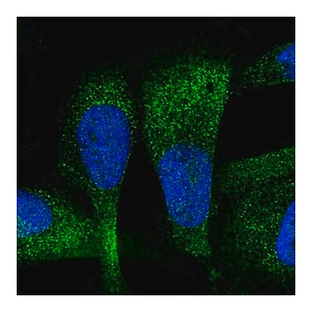 Merck Anti-ZC3H7A antibody produced in rabbit