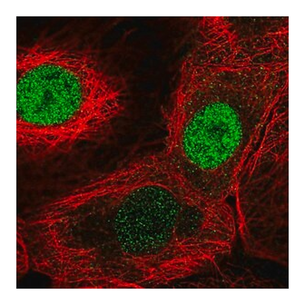 Merck Anti-FAM58A antibody produced in rabbit