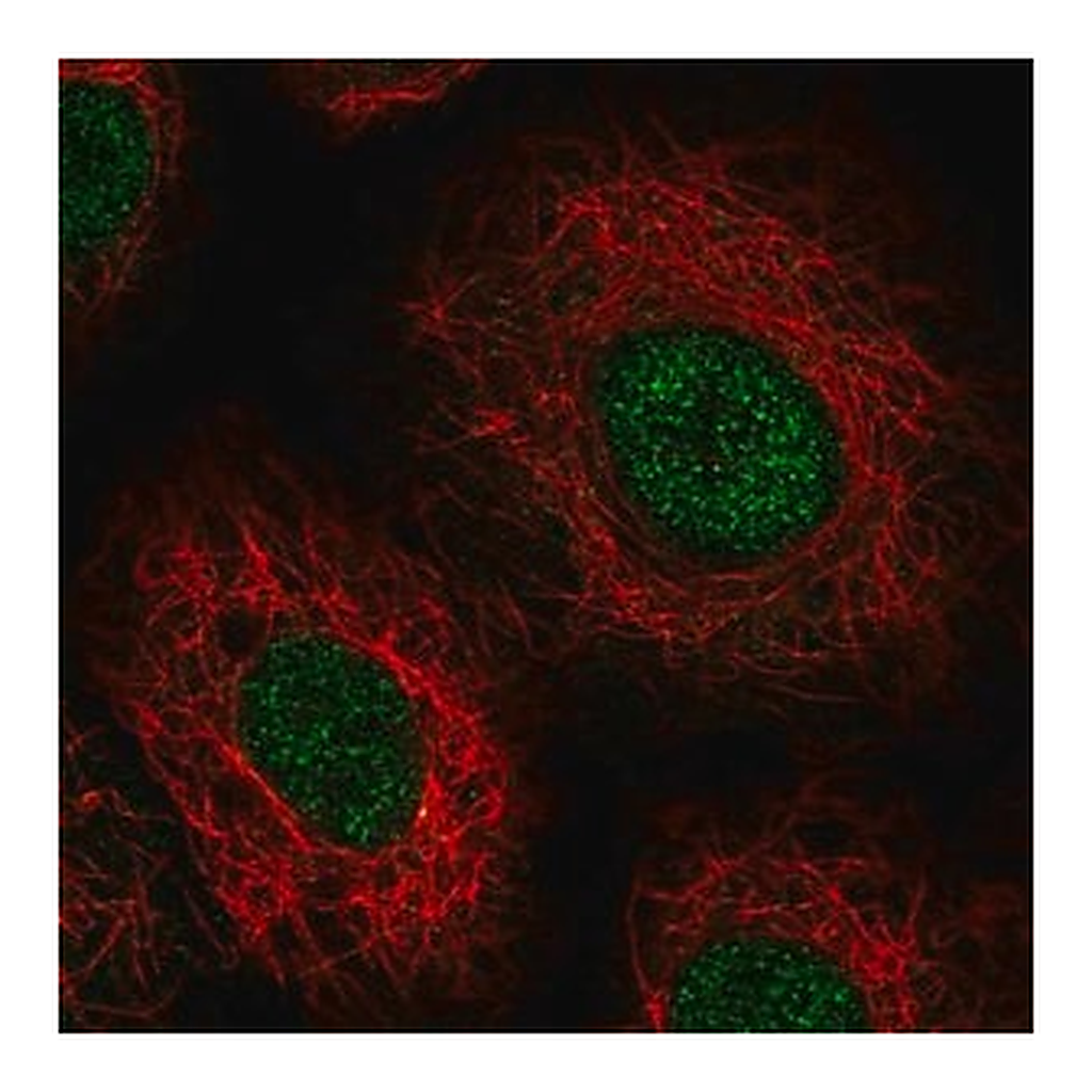 Merck Anti-USB1 antibody produced in rabbit