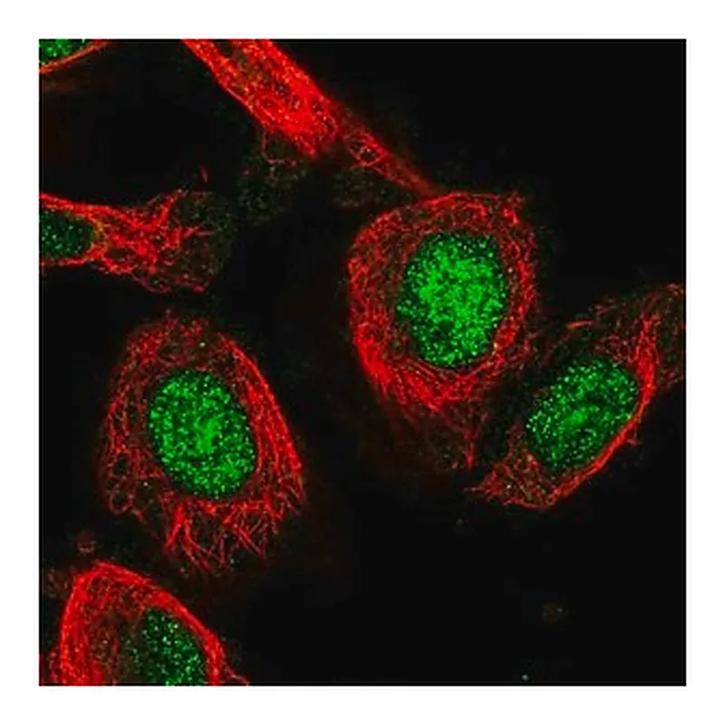 Merck Anti-C19orf53 antibody produced in rabbit