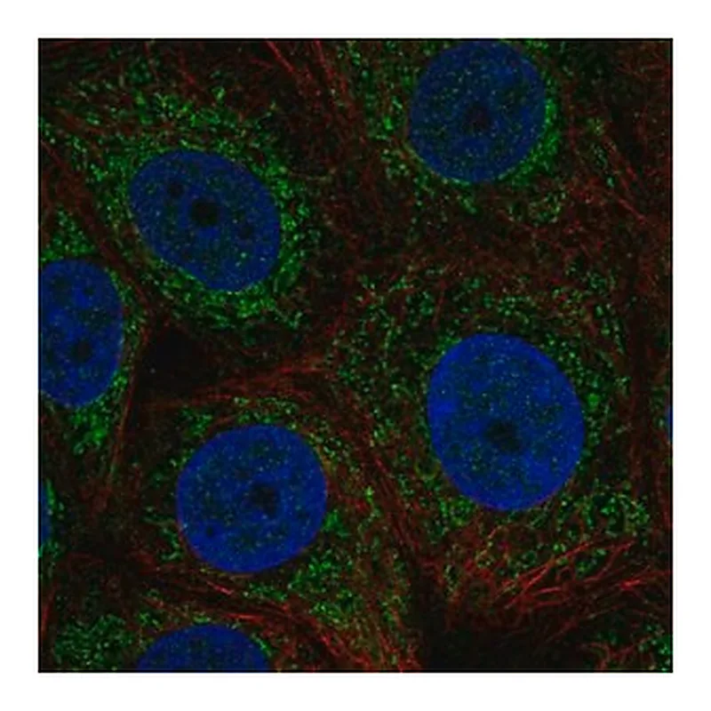Merck Anti-ZNHIT3 antibody produced in rabbit