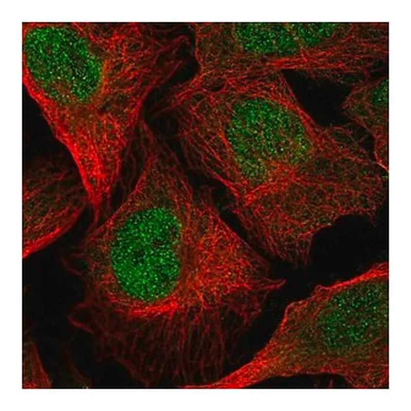Merck Anti-TMEM267 antibody produced in rabbit
