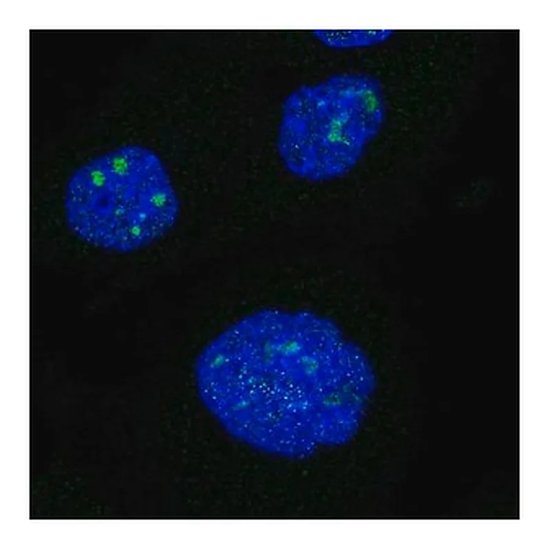 Merck Anti-NRIP1 antibody produced in rabbit