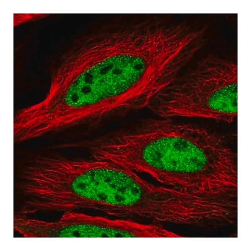Merck Anti-CCDC174 antibody produced in rabbit