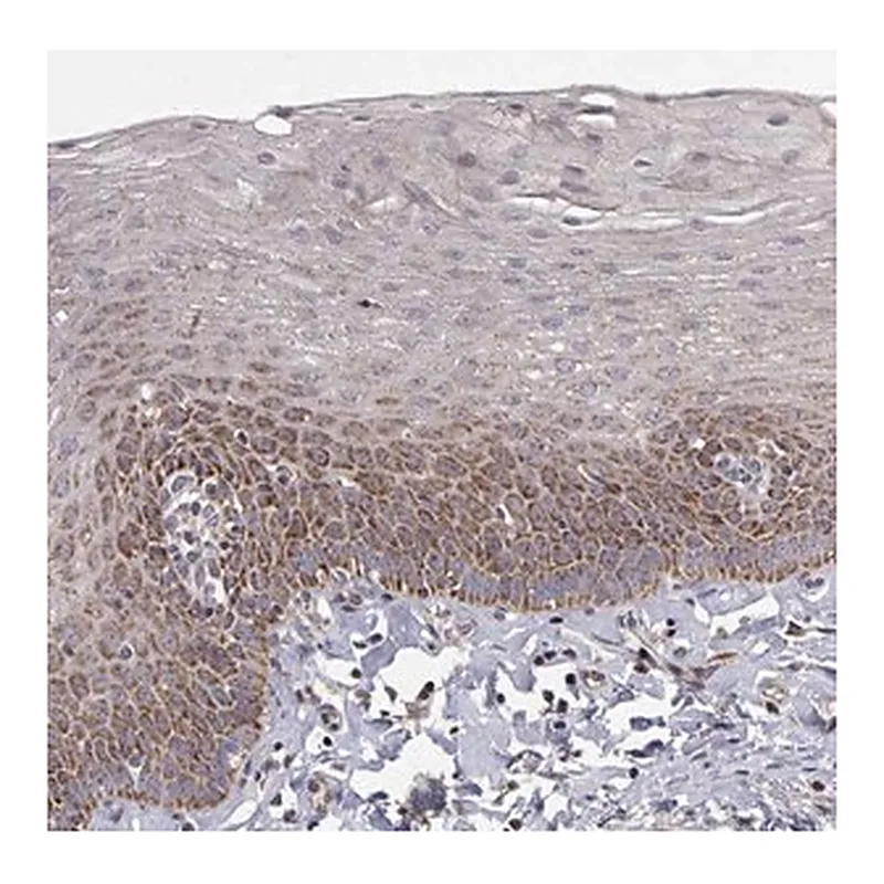 Merck Anti-MRPL3 antibody produced in rabbit