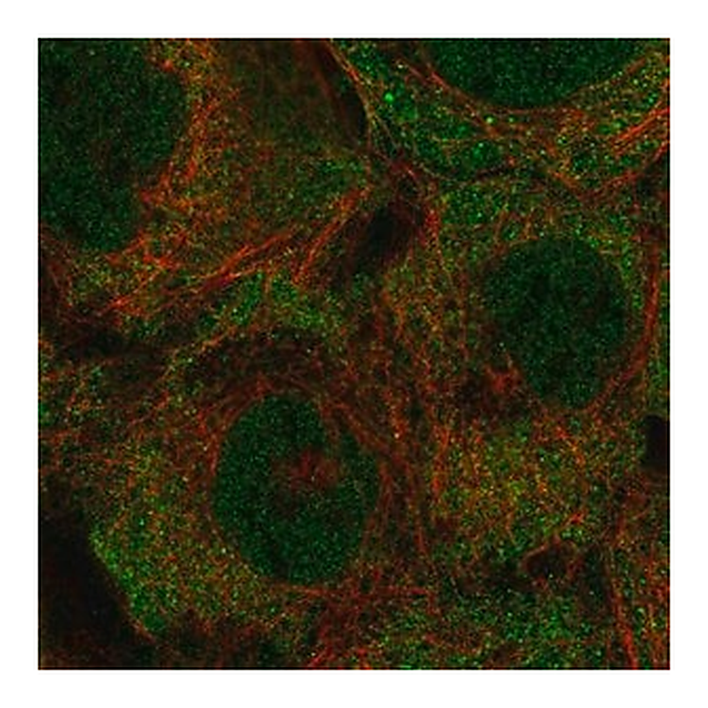 Merck Anti-KRTCAP3 antibody produced in rabbit