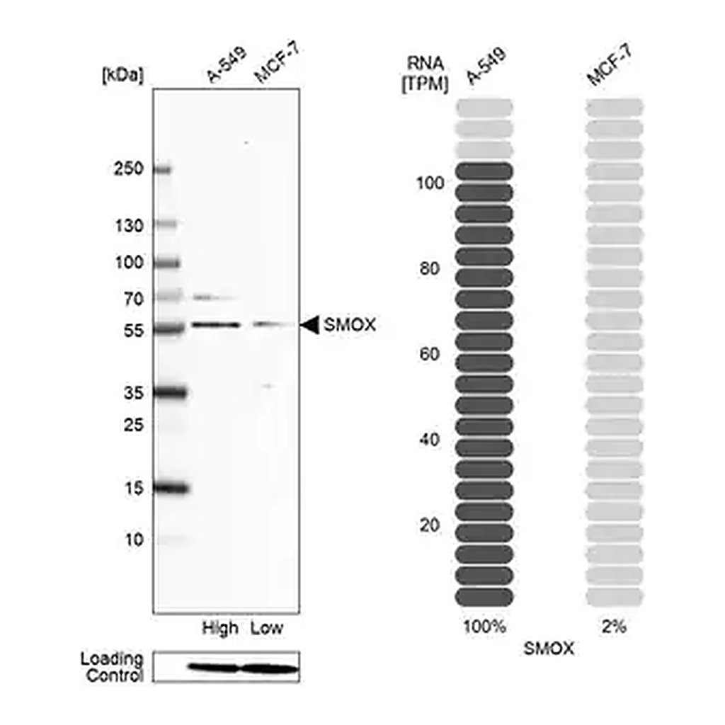 Merck Anti-SMOX antibody produced in rabbit