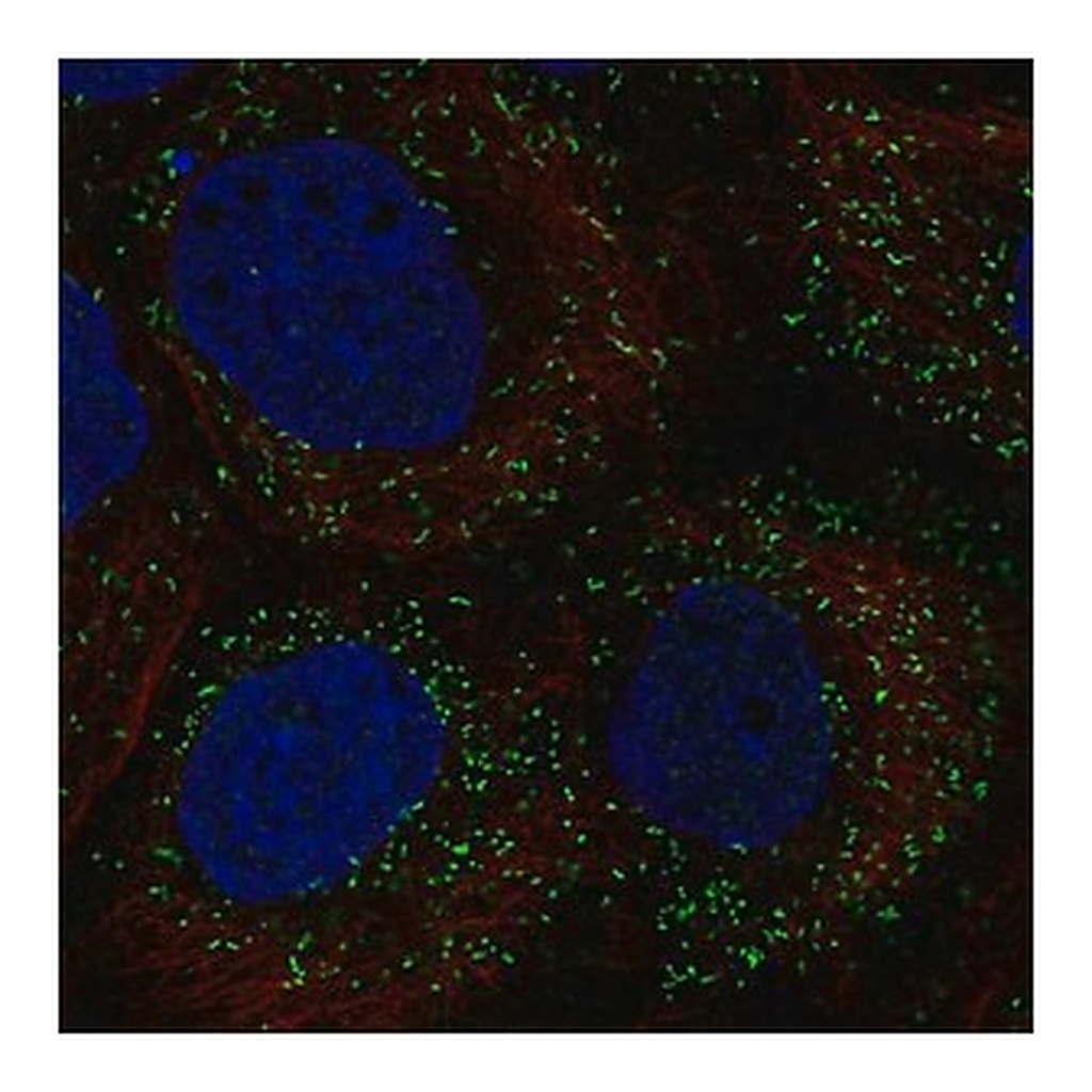 Merck Anti-PPP1R11 antibody produced in rabbit